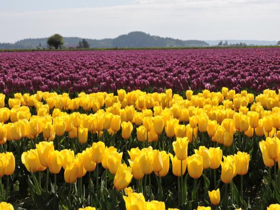 Skagit Valley Tulip Fields