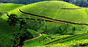 Kolukkumalai Tea Estate – World’s Highest Tea Estate